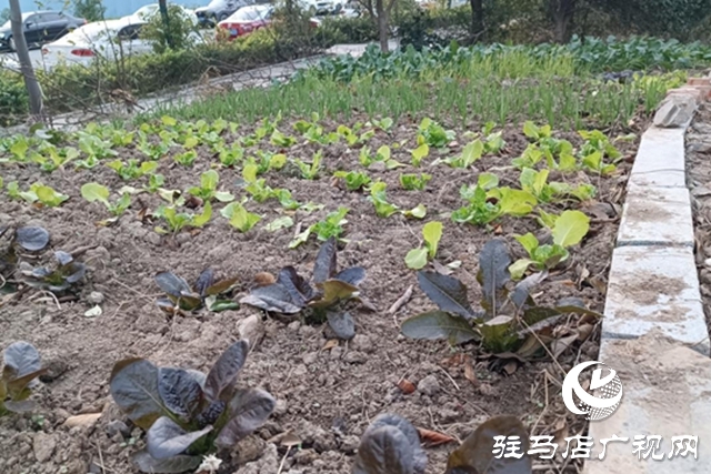 河畔綠地成私家菜園 管理權責脫節待解決