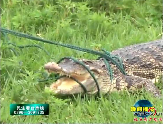 鱷魚驚現汝河遂平段