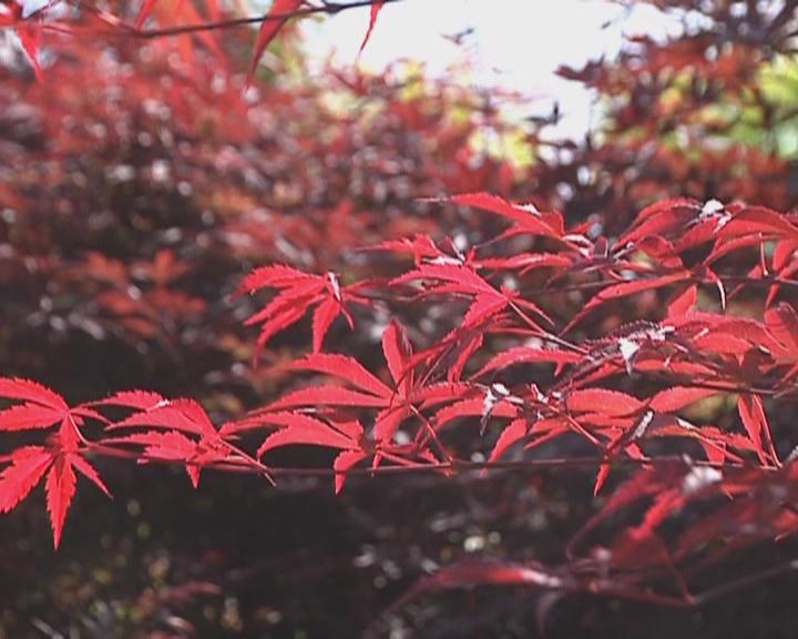 魅力鄉村《134期》